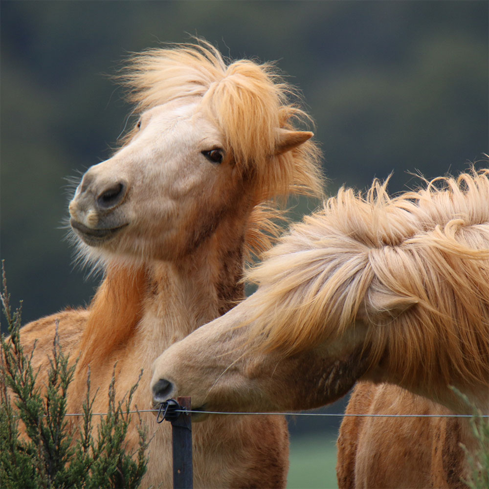 A smiling horse with a shaggy blonde mane behind a fence