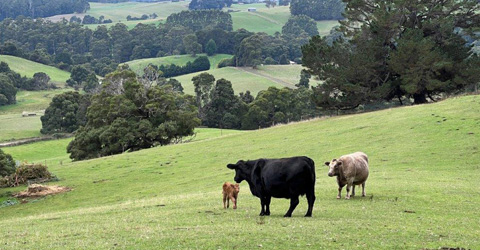 Landscape of Tasmania with cow