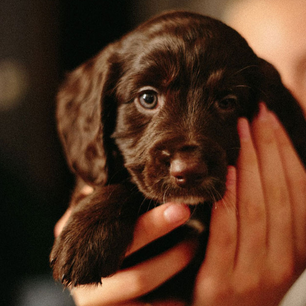 A brown puppy cradled in a person's hands
